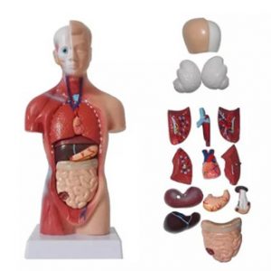 Human Torso Body Anatomy